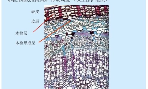 脱皮的作用和功效网 - 网站提供脱皮的作用和功效是什么小常识、脱皮的作用和功效图片